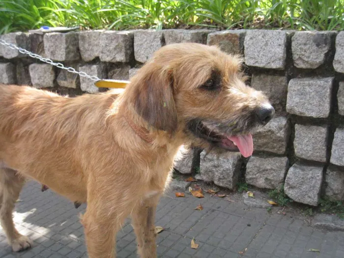 Cachorro ra a SRD idade 3 anos nome Loura