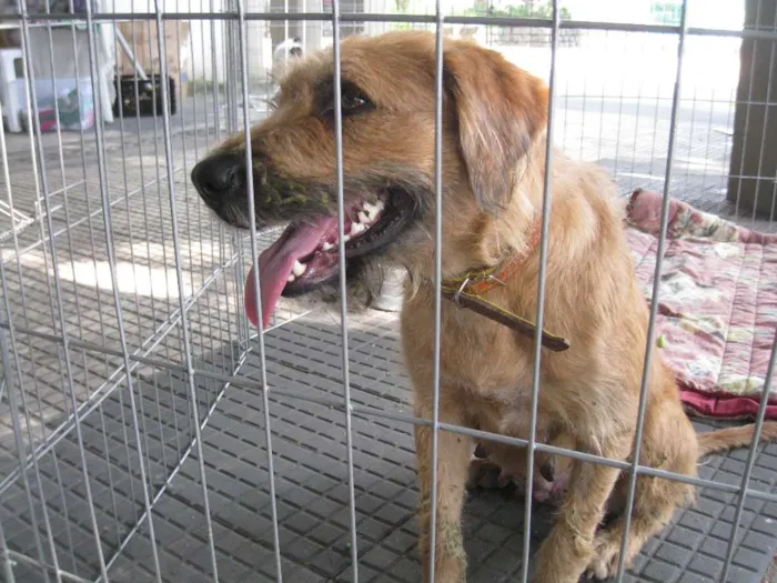 Cachorro ra a SRD idade 3 anos nome Loura