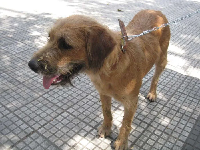 Cachorro ra a SRD idade 3 anos nome Loura