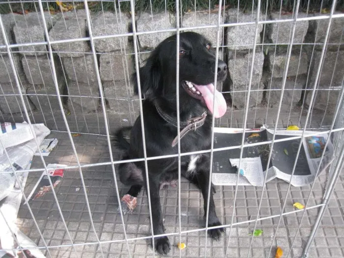 Cachorro ra a SRD idade 1 ano nome Pretinha