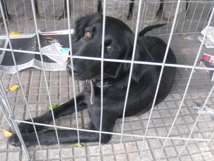 Cachorro ra a SRD idade 1 ano nome Pretinha