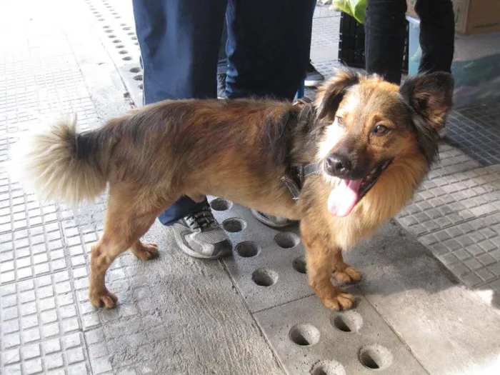 Cachorro ra a SRD idade 3 anos nome Lobinho