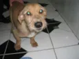 Chorão