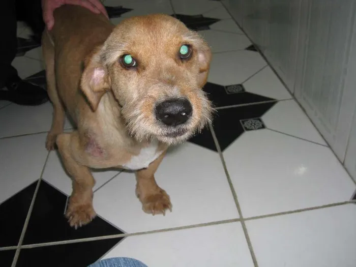 Cachorro ra a SRD idade 3 anos nome Chorão
