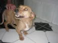 Chorão
