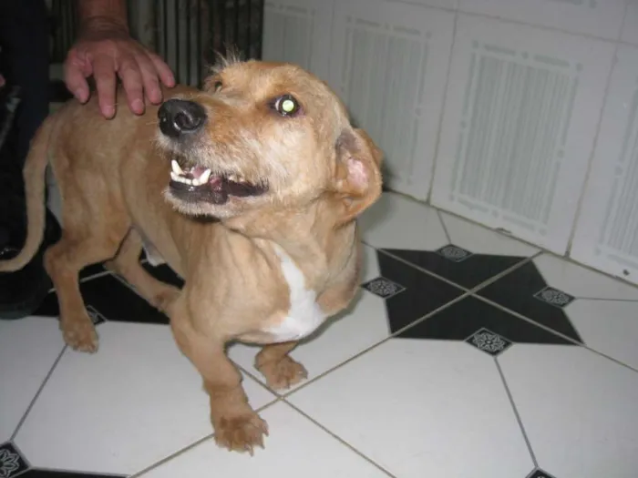 Cachorro ra a SRD idade 3 anos nome Chorão
