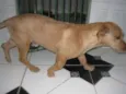 Chorão
