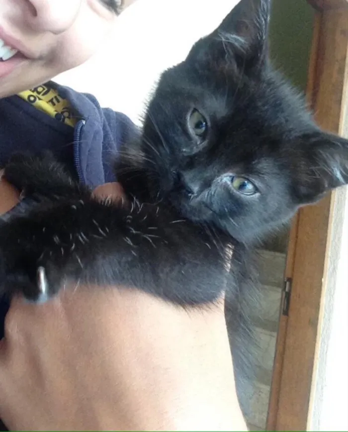 Gato ra a  idade 2 a 6 meses nome Miu