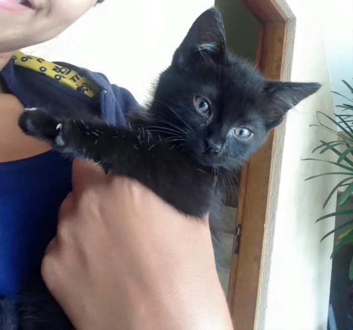 Gato ra a  idade 2 a 6 meses nome Miu