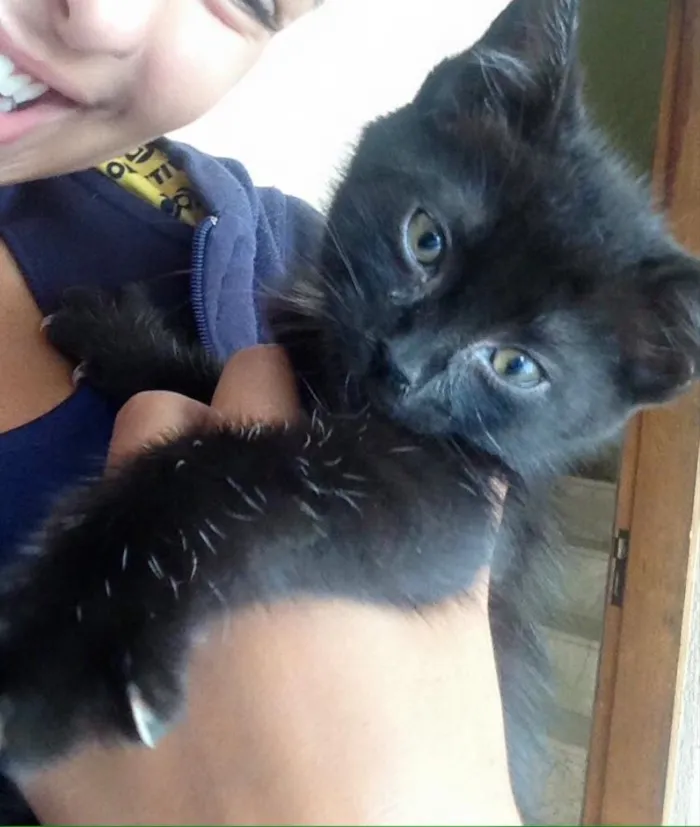 Gato ra a  idade 2 a 6 meses nome Miu