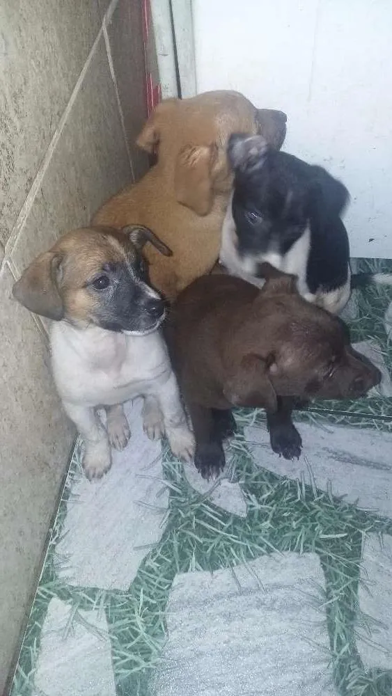 Cachorro ra a Raça não  definida idade Abaixo de 2 meses nome Sem  nome