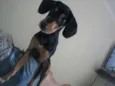 Dexter