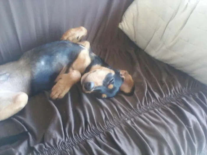 Cachorro ra a Cocker spainel com vira lata idade 7 a 11 meses nome Dexter