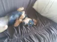 Dexter