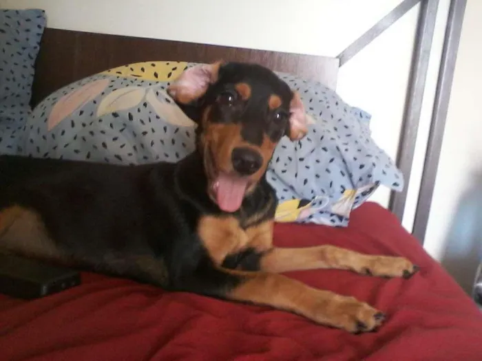 Cachorro ra a Cocker spainel com vira lata idade 7 a 11 meses nome Dexter