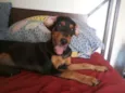 Dexter