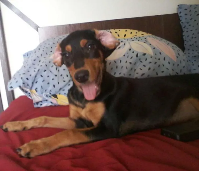 Cachorro ra a Cocker spainel com vira lata idade 7 a 11 meses nome Dexter