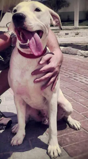 Cachorro raça Pit-Bull idade 3 anos nome Snow