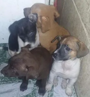 Cachorro raça Raça não  definida idade Abaixo de 2 meses nome Sem  nome