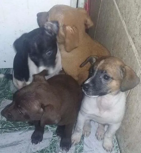 Cachorro ra a Raça não  definida idade Abaixo de 2 meses nome Sem  nome