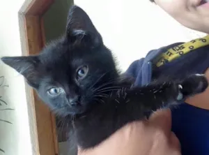 Gato raça  idade 2 a 6 meses nome Miu