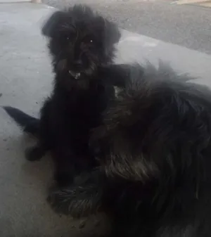 Cachorro raça misturada com shashal idade 7 a 11 meses nome preta