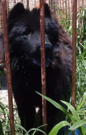 Cachorro raça shashal idade 1 ano nome marry