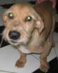 Chorão