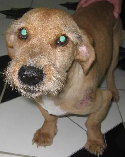 Cachorro ra a SRD idade 3 anos nome Chorão