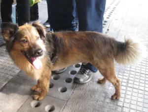 Cachorro raça SRD idade 3 anos nome Lobinho