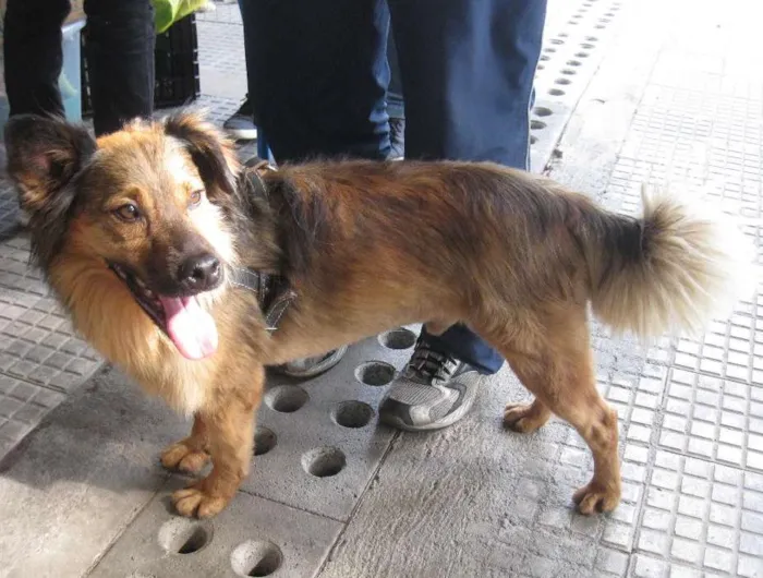 Cachorro ra a SRD idade 3 anos nome Lobinho