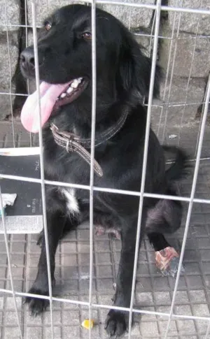 Cachorro raça SRD idade 1 ano nome Pretinha