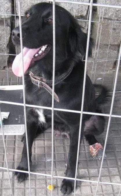 Cachorro ra a SRD idade 1 ano nome Pretinha