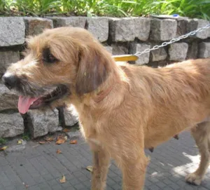 Cachorro raça SRD idade 3 anos nome Loura