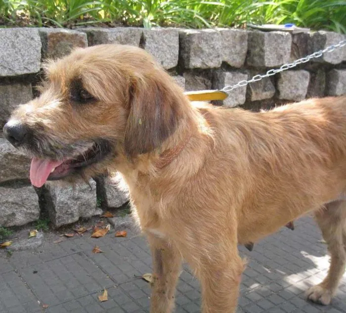 Cachorro ra a SRD idade 3 anos nome Loura