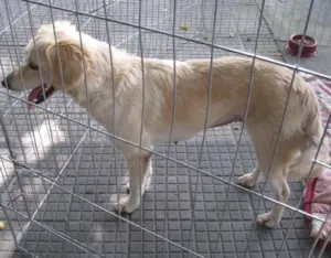 Cachorro raça SRD idade 2 anos nome Branca