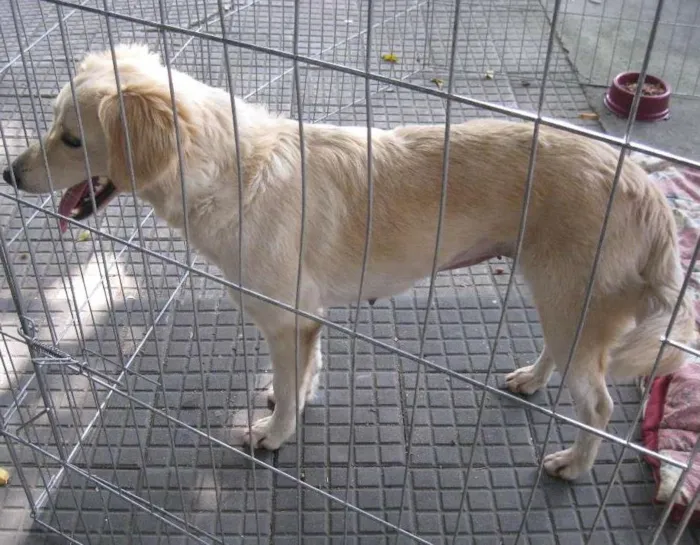 Cachorro ra a SRD idade 2 anos nome Branca