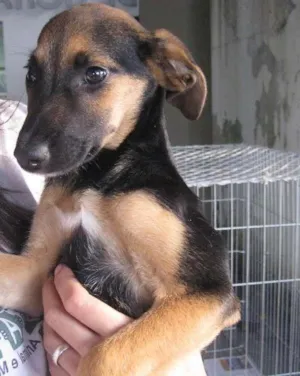 Cachorro raça SRD idade 2 a 6 meses nome Huriko