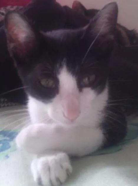 Gato ra a srd idade 2 a 6 meses nome soneca