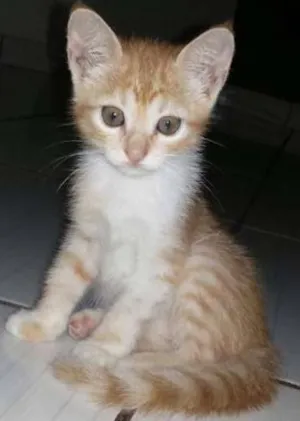 Gato raça  idade 2 a 6 meses nome Aurora