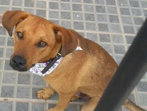 Cachorro ra a Srd idade 1 ano nome Hendrix