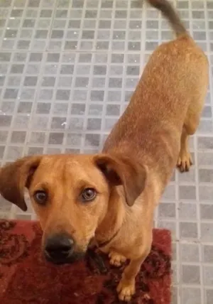 Cachorro raça Srd idade 1 ano nome Hendrix