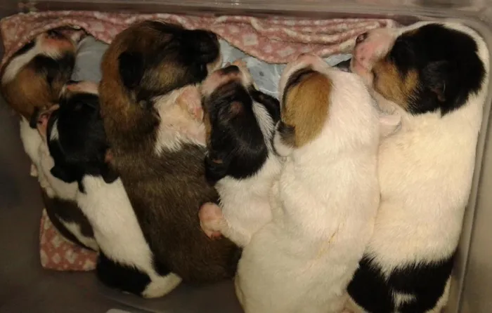 Cachorro ra a srd idade Abaixo de 2 meses nome bebês