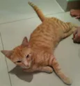 Tigrado
