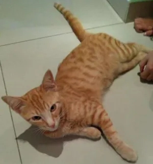 Gato raça SRD idade 2 a 6 meses nome Tigrado