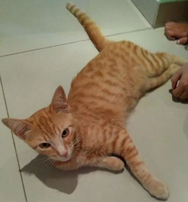 Gato ra a SRD idade 2 a 6 meses nome Tigrado