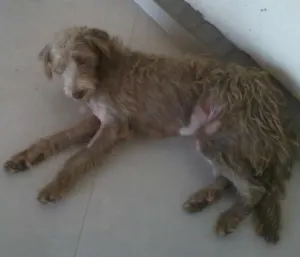 Cachorro raça  idade 1 ano nome não sei 
