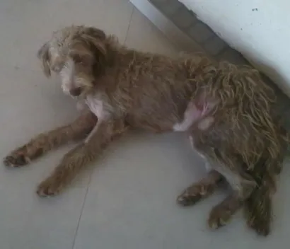 Cachorro raça  idade 1 ano nome não sei 