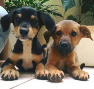 Cachorro raça  idade 2 a 6 meses nome Não tem