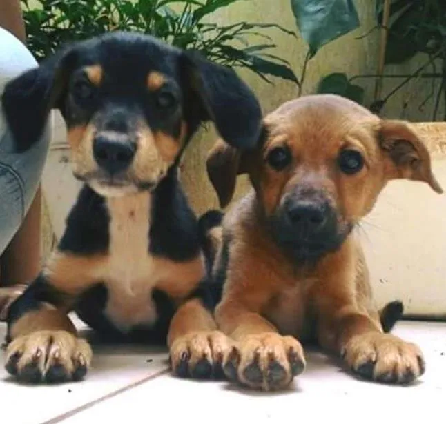 Cachorro ra a  idade 2 a 6 meses nome Não tem